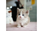 Munchkin cat for sale -Michigan